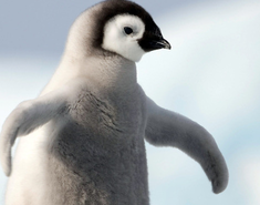 寶寶睡前故事:小企鵝也有夢想.png 寶寶睡前故事:小企鵝也有夢想.png