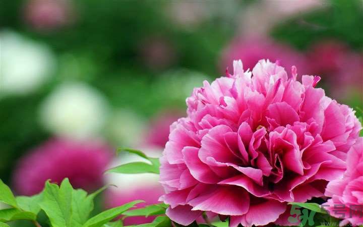 懷孕了能養(yǎng)花嗎？養(yǎng)什么花對(duì)胎兒好？