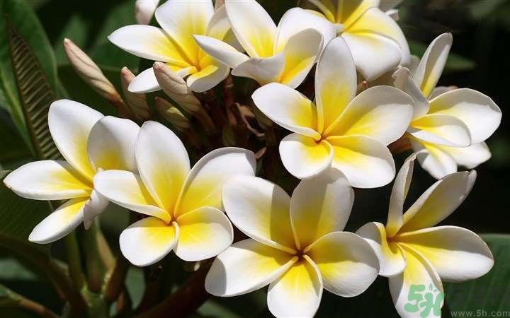 懷孕了能養(yǎng)花嗎？養(yǎng)什么花對(duì)胎兒好？