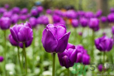 懷孕了能養(yǎng)花嗎？養(yǎng)什么花對(duì)胎兒好？