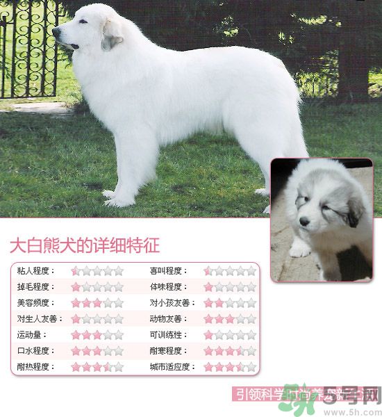 熱門寵物排名你知道嗎？寵物明星有哪些？