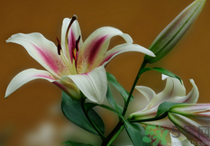 孕婦家里可以放百合花嗎? 孕婦家里可以放百合花嗎?