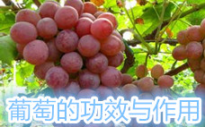 一天吃一斤葡萄會胖嗎 每天都吃葡萄對身體好不好