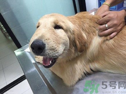 金毛被黃蜂蟄了腦袋萌翻了 被黃蜂蟄了怎么辦? 金毛被黃蜂蟄了腦袋萌翻了 被黃蜂蟄了怎么辦?