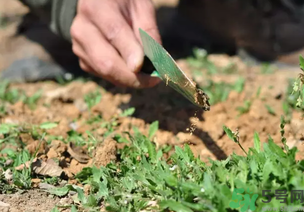 薺菜是野菜嗎?薺菜是地菜嗎?.png 薺菜是野菜嗎?薺菜是地菜嗎?.png