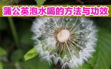 喝蒲公英茶的好處和壞處 喝蒲公英茶有什么好處