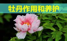 扦插的月季多久會(huì)開花？扦插月季多久可開花？
