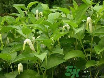 魚腥草可以治腮腺炎嗎？魚腥草怎么治腮腺炎？