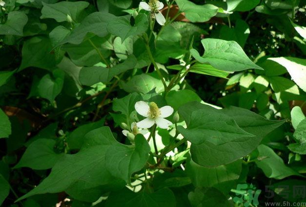 魚腥草可以戒煙嗎？魚腥草要怎么吃才能戒煙？