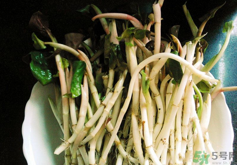 魚腥草可以抗輻射嗎？魚腥草怎么防輻射？