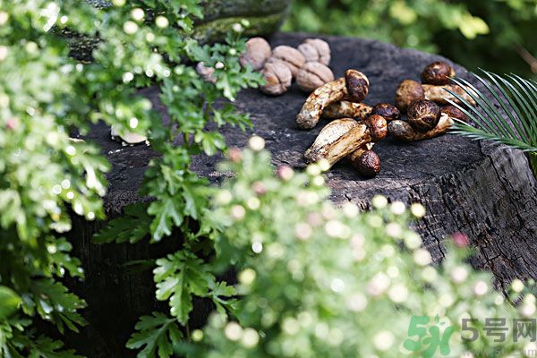 核桃樹(shù)上寄生草可以泡水喝嗎？桃樹(shù)上的寄生草的功效