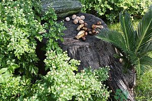 核桃樹(shù)上寄生草可以泡水喝嗎？桃樹(shù)上的寄生草的功效