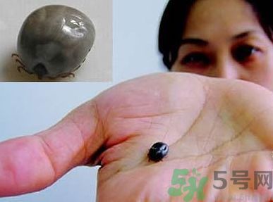 蜱蟲叮咬后有什么癥狀?蜱蟲叮咬后怎么處理 蜱蟲叮咬后有什么癥狀?蜱蟲叮咬后怎么處理