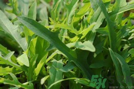 哺乳期可以吃苦菜嗎？哺乳期吃苦菜奶水會(huì)變苦嗎？