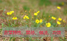 苦菜根能吃嗎？苦菜根的功效與作用