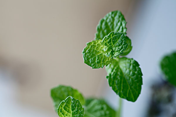薄荷能治蕁麻疹嗎？蕁麻疹喝薄荷茶有用嗎？