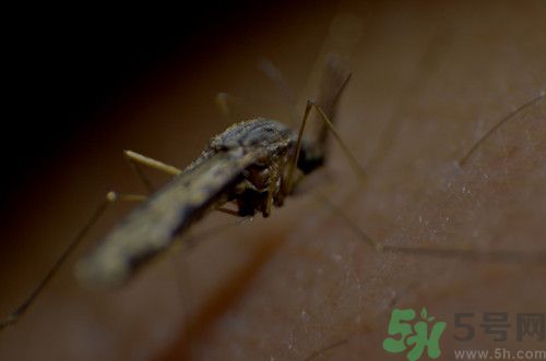 蚊子吸血后會死嗎?蚊子吸血是為了什么 蚊子吸血后會死嗎?蚊子吸血是為了什么