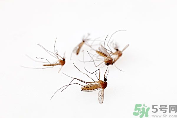 點(diǎn)蚊香為什么還有蚊子？為什么點(diǎn)蚊香沒有用了？