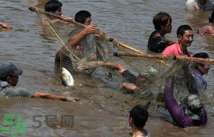 發(fā)洪水怎么抓魚？發(fā)洪水時(shí)的抓魚方法