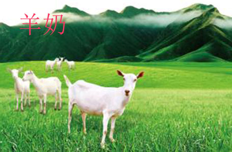 羊奶有什么營(yíng)養(yǎng)價(jià)值呢 喝羊奶有什么好處呢