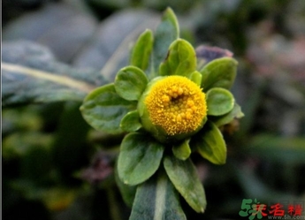 鹿活草哪里有賣?鹿活草貴么 鹿活草哪里有賣?鹿活草貴么