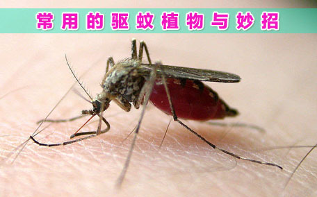 驅(qū)蚊噴霧對寶寶有害嗎 防蚊噴霧噴寶寶嘴里了有害嗎