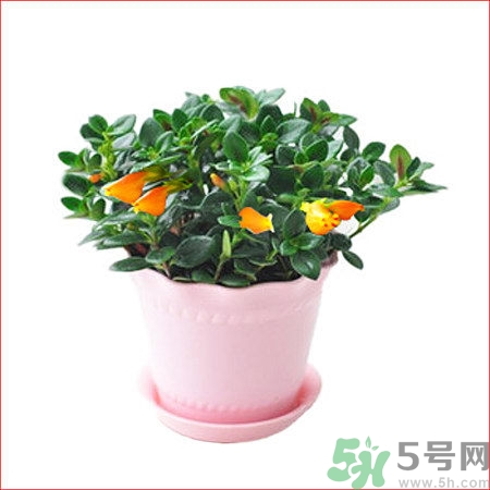 金魚吊蘭掉葉子怎么辦?金魚吊蘭為什么掉葉子 金魚吊蘭掉葉子怎么辦?金魚吊蘭為什么掉葉子