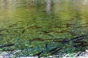 洪水里的魚能吃嗎？洪水里的魚可不可以吃？