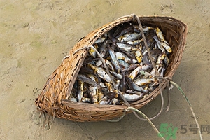 洪水里的魚能吃嗎？洪水里的魚可不可以吃？