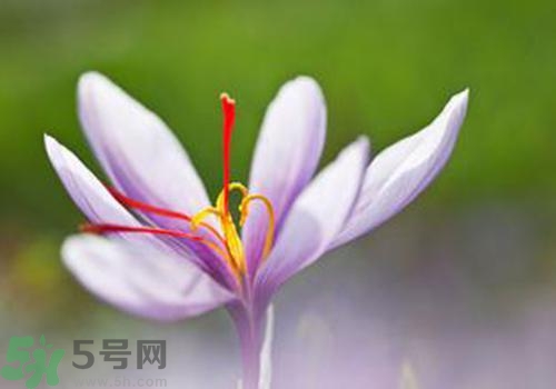 藏紅花的功效作用 藏紅花的食用禁忌 藏紅花的功效作用 藏紅花的食用禁忌