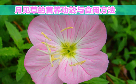 月見草膠囊感冒能吃嗎？感冒能吃月見草膠囊嗎？