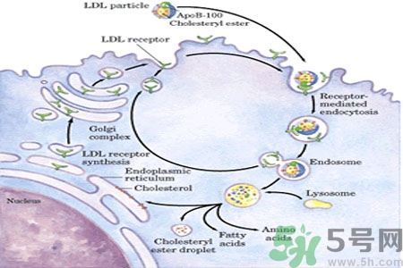 人體中的膽固醇分好壞嗎？如何區(qū)分膽固醇的好壞？