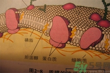 高膽固醇會(huì)影響胖瘦嗎？高膽固醇和胖瘦有關(guān)系嗎？