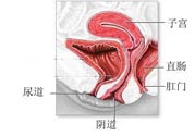 女性陰道松弛的原因是什么？女性陰道松弛怎么辦？