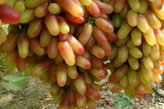 美人指是什么?美人指是轉(zhuǎn)基因葡萄嗎? 美人指是什么?美人指是轉(zhuǎn)基因葡萄嗎?