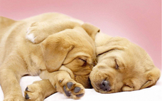 小狗應(yīng)該怎么除蟲呢 什么是狗狗的內(nèi)蟲