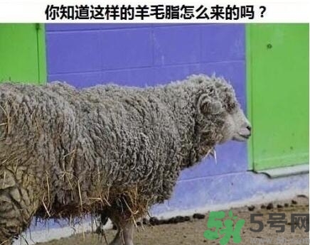 澳洲綿羊油真假 澳洲綿羊油australian creams真假鑒別 澳洲綿羊油真假 澳洲綿羊油australian creams真假鑒別