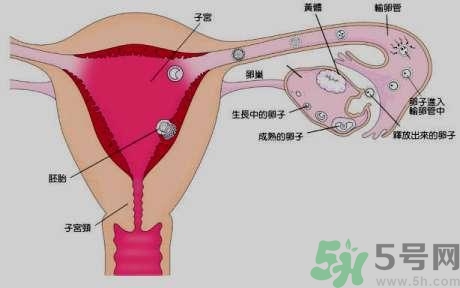 女性左側(cè)小腹是什么器官?女性左側(cè)小腹痛是怎么回事? 女性左側(cè)小腹是什么器官?女性左側(cè)小腹痛是怎么回事?