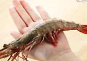 草蝦是海蝦還是河蝦？海蝦和河蝦的區(qū)別