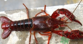 活龍蝦死了還能吃嗎?活龍蝦剛死不久可以吃嗎? 活龍蝦死了還能吃嗎?活龍蝦剛死不久可以吃嗎?