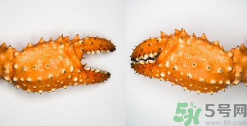 醉蟹鉗里有寄生蟲嗎?醉蟹鉗怎么吃 醉蟹鉗里有寄生蟲嗎?醉蟹鉗怎么吃