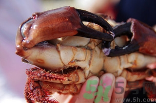 孕婦可以吃醉蟹嗎?孕婦吃醉蟹好嗎 孕婦可以吃醉蟹嗎?孕婦吃醉蟹好嗎