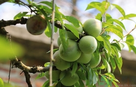 奈李的營(yíng)養(yǎng)價(jià)值 奈李的功效與作用 奈李的營(yíng)養(yǎng)價(jià)值 奈李的功效與作用