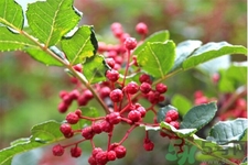 花椒可以治療打鼾嗎？花椒的好處有哪些？