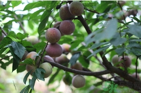 奈李的營(yíng)養(yǎng)價(jià)值 奈李的功效與作用 奈李的營(yíng)養(yǎng)價(jià)值 奈李的功效與作用