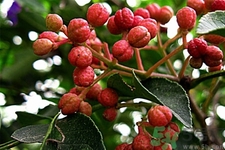 花椒可以治療打鼾嗎？花椒的好處有哪些？