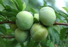 奈李的營(yíng)養(yǎng)價(jià)值 奈李的功效與作用 奈李的營(yíng)養(yǎng)價(jià)值 奈李的功效與作用