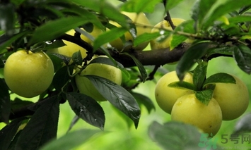 奈李的營(yíng)養(yǎng)價(jià)值 奈李的功效與作用 奈李的營(yíng)養(yǎng)價(jià)值 奈李的功效與作用