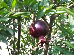 石榴皮煮水能染發(fā)嗎?石榴皮煮誰(shuí)染發(fā)怎么做 石榴皮煮水能染發(fā)嗎?石榴皮煮誰(shuí)染發(fā)怎么做