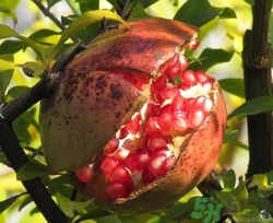 石榴皮煮水能染發(fā)嗎?石榴皮煮誰(shuí)染發(fā)怎么做 石榴皮煮水能染發(fā)嗎?石榴皮煮誰(shuí)染發(fā)怎么做